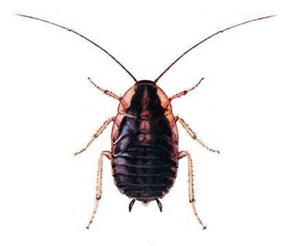 Nymf (larv) av en kackerlacka