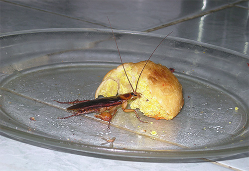 Kackerlackor kan gå utan mat i mer än en månad