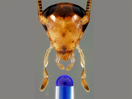 Kackerlackor kan leva flera dagar utan huvud