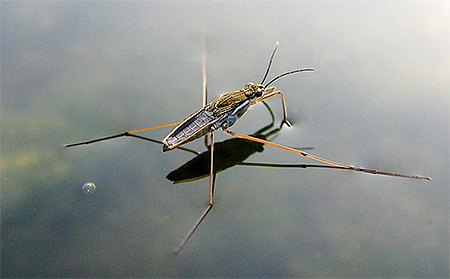 Bir böcek-su strider fotoğrafı