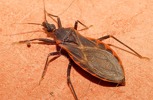 Predatory bugg med triatomer (kissing bug)