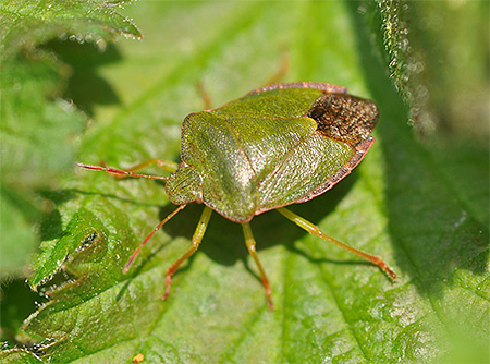 حشرة الدرع الأخضر ، بالومينا براسينا