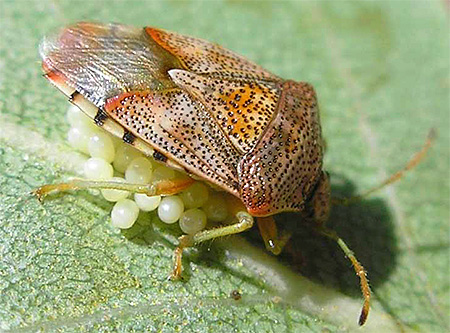 Els kip bug (Elasmucha fieber)