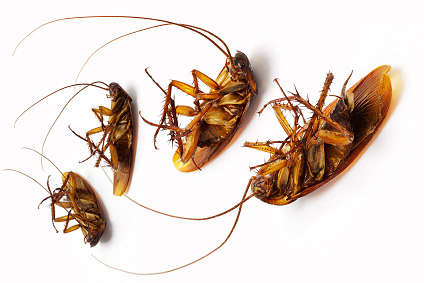 Samenzweringen tegen kakkerlakken