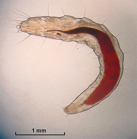 Larva de purici umane