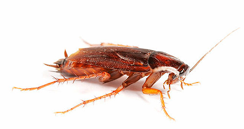 Overweeg 10 opties om van kakkerlakken in een appartement af te komen