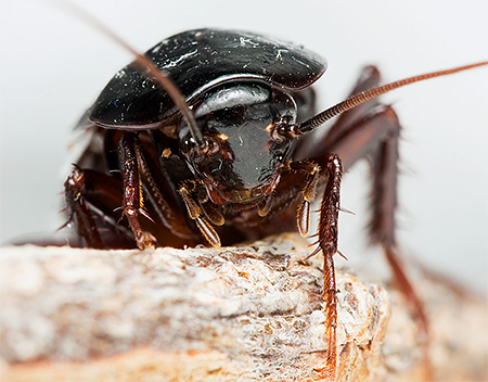 Close-up foto van een zwarte kakkerlak