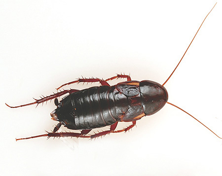 Stor kvinnlig svart kackerlacka