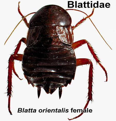 Scarafaggio nero femmina (Blatta Orientalis)