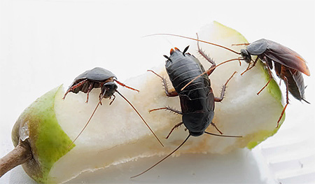 Svarta kackerlackor föredrar blött avfall