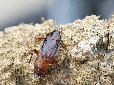 Foto av en svart manlig kackerlacka 