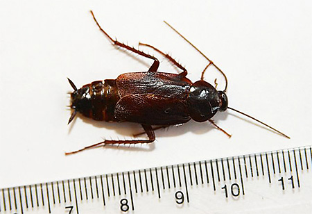 Den genomsnittliga storleken på svarta kackerlackor är 2-3 cm