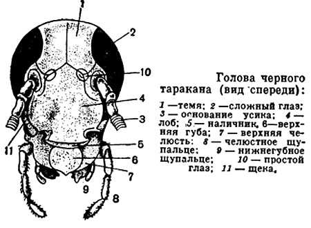 Testa di scarafaggio nero
