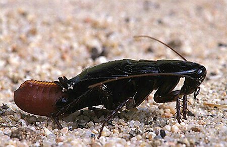 ootheca ของแมลงสาบดำมีขนาดใหญ่และหนาแน่น