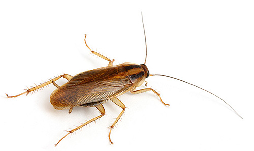 Verschillende soorten huiskakkerlakken leren kennen