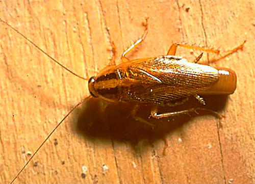 θηλυκή κόκκινη κατσαρίδα