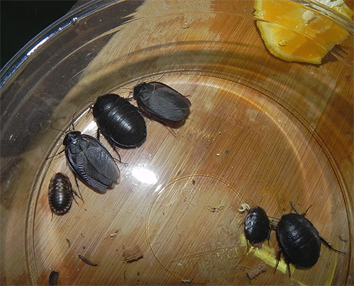 Foto van Egyptische kakkerlakken
