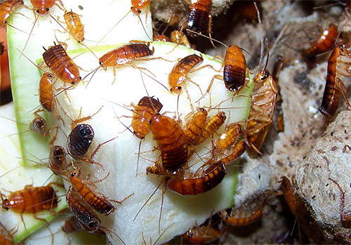 Fotografie turkmenských švábů