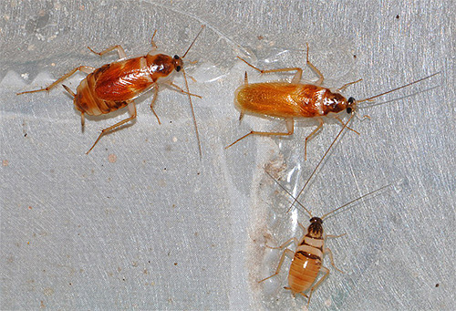 Fotografie nábytkových švábů