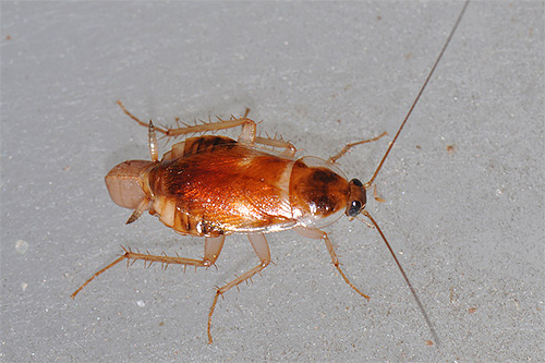 Close-up foto van een meubelkakkerlak