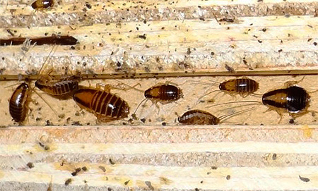 Larven van de rode kakkerlak van verschillende leeftijden