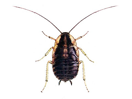 붉은 바퀴벌레 유충의 클로즈업 사진