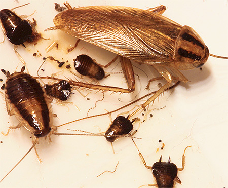 Volwassen rode huiskakkerlak en larven