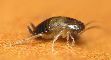 O altă fotografie a unei larve domestice de gândac
