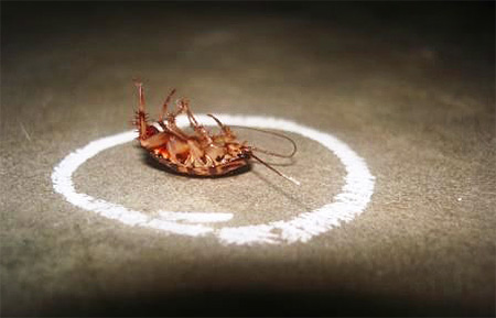I rimedi tradizionali per gli scarafaggi finora hanno un effetto maggiore