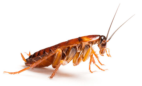 Dohlox-gel bevat stoffen die kakkerlakken aantrekken