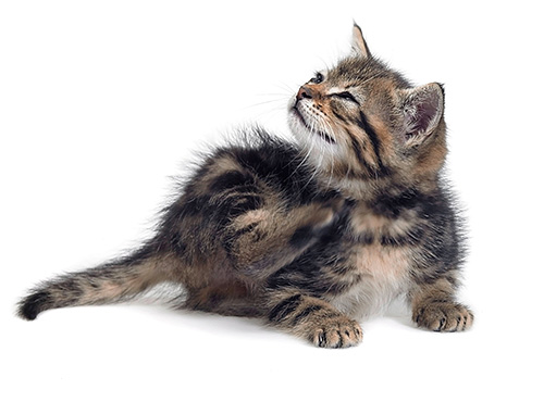Bir kedi veya yavru kedi üzerinde pire hayal ettiyseniz
