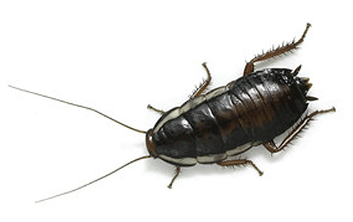 Se hai sognato uno scarafaggio nero ...