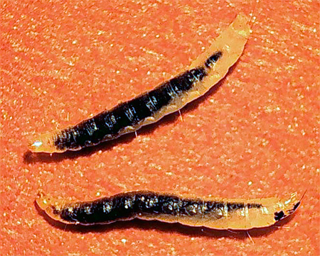 pire larvaları