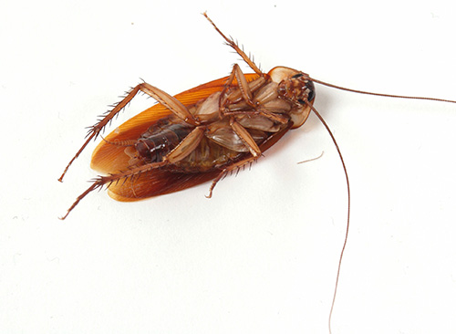 Considera le opzioni per sbarazzarti degli scarafaggi a casa