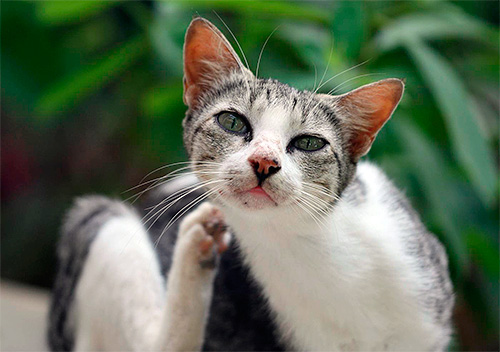 Pokud kočka často svědí, může to být jeden z příznaků, že má blechy.