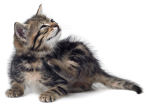 Özel şampuanlar yardımıyla yavru kedi pirelerinden kurtulabilirsiniz.