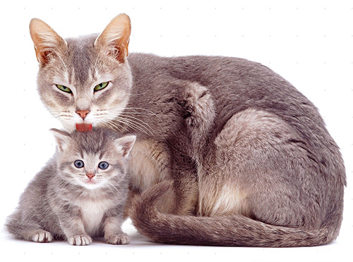 벼룩 방울을 사용하면 고양이와 새끼 고양이의 기생충을 신속하게 제거 할 수 있습니다.