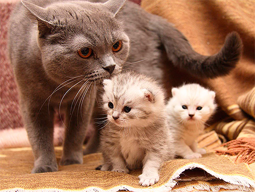 يحظر علاج القطط بمستحضرات براغيث حتى يتم فطامها عن أمها.