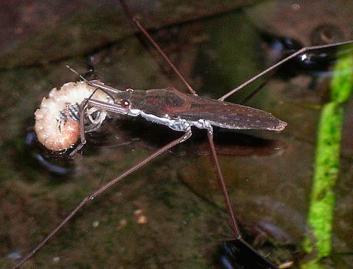 L'insetto tiene la preda con le zampe anteriori.