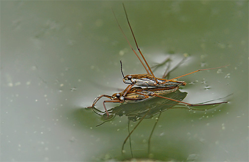 Riproduzione di insetti strider d'acqua