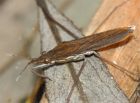 Mellan- och bakbenen på insekten är de mest utvecklade