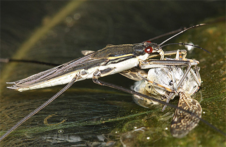 L'insetto strider d'acqua ha una proboscide che succhia il piercing