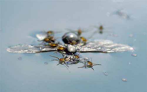 Le larve di strider d'acqua mangiano lo stesso cibo degli adulti.
