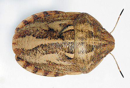 Foto: ploșniță de pat (Eurygaster integriceps)