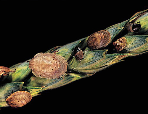 Štěnice škodlivá želva: larvy a dospělci