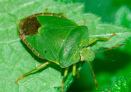 جسم الحشرة الخضراء له شكل زاوي مميز في منطقة الصدر.