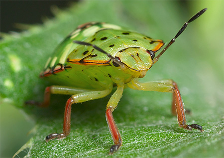 Yeşil böcek: yakın çekim fotoğraf
