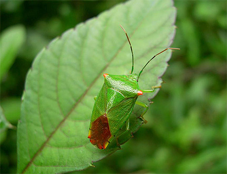 الحشرة الخضراء ليست آفة خطيرة للحدائق والبساتين