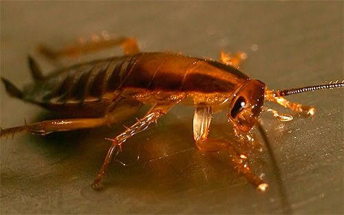 과학자들은 바퀴벌레에 대한 새로운 무기를 준비하고 있습니다