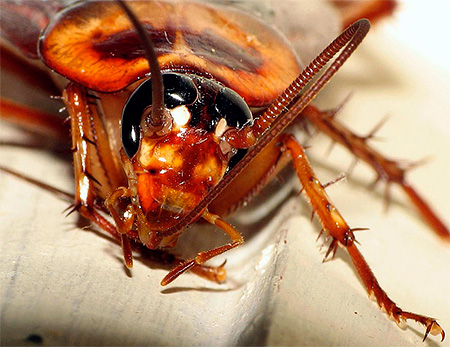 Kackerlackor är i sig kannibalistiska